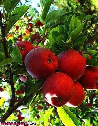 فروش نهال درخت میوه سیب قرمز
